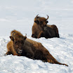 DSC43985_6_bison_bonasus.jpg