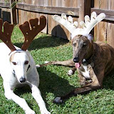 GreyhoundReindeer.jpg