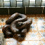 A defecated snake.