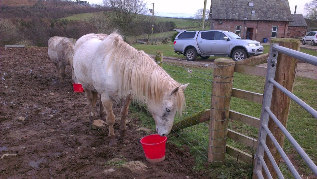 [mare%2520in%2520foal%25202%255B3%255D.jpg]