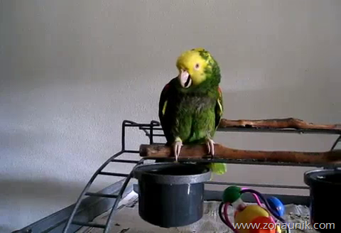 [Burung%2520Nuri%2520Menangis%2520Suara%2520bayi%2520%25282%2529%255B4%255D.png]