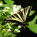 Swallowtail.dscn4162