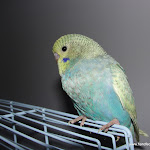 Dec 10-11 Sundance born Nov 6-11.JPG