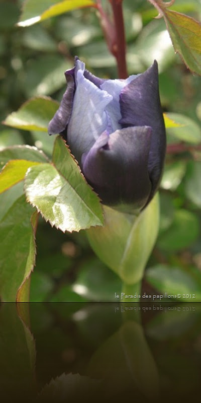 IMG_1028 IMG_1028