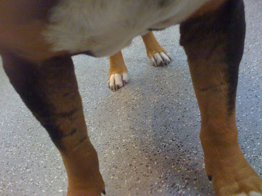 They also felt for him, as the many scars on his face and body spoke of a difficult life. Like all of us, shelter staffs have their favorite animals, and certain ones in particular pull at their heart strings.