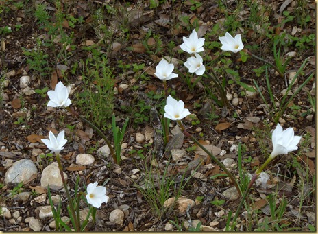 2012-05-12 - TX, Kerrville - Texas Rain Lilies