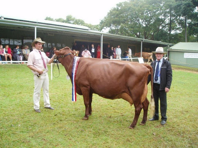 Supreme Cow & Judge.jpg
