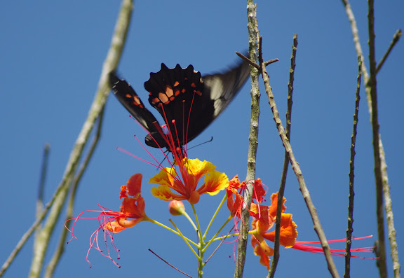 Papilio anchisiades ESPER, 1788, sur fleur de flamboyant. Barra do Una (Sao Sebastiao, SP). 7 février 2012. Photo : J.-M. Gayman
