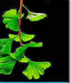 Ginkgo_Biloba_Leaves_-_Black_Background