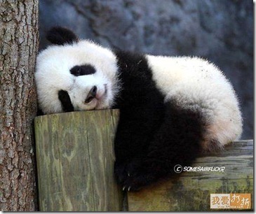 sleeping panda