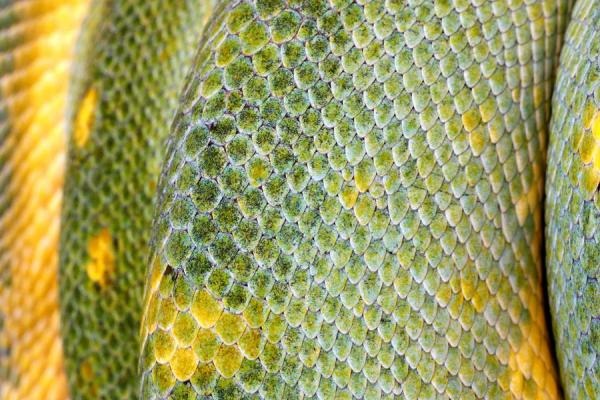 [Extreme%2520Closeup%2520Of%2520A%2520Green%2520Tree%2520Python%2527s%2520Scales%2520%2528macro%2529%2520image%2520from%2520Bigstock%255B3%255D.jpg]