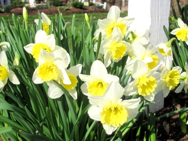 [Daffodils%255B5%255D.jpg]