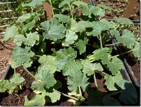 Zucchini seedlings five weeks after the seeds were planted P1010696