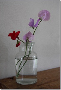 lathyrus