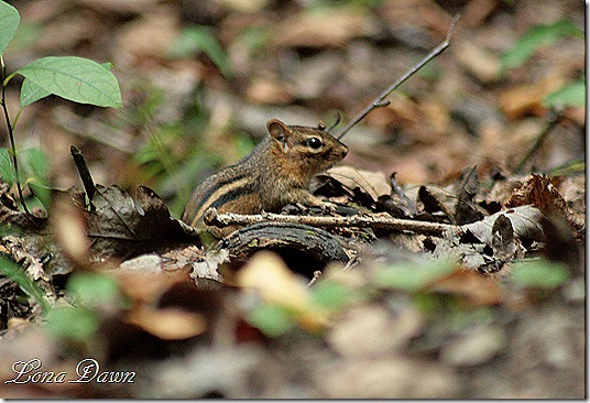 Chipmunk