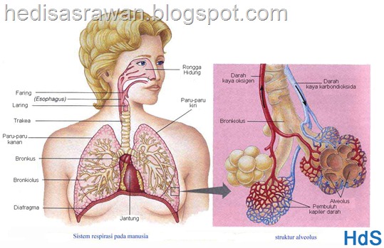 bagian-bagian dan anatomi paru-paru dalam bahasa indonesia bagian-bagian dan anatomi paru-paru dalam bahasa indonesia