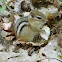 Eastern Chipmunk