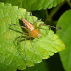 Lynx Spider
