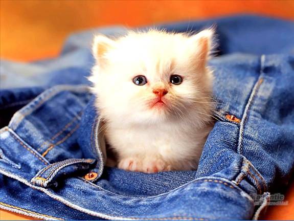 Image Dimension: 512x385 :: I am love these Cats I am love these Cats