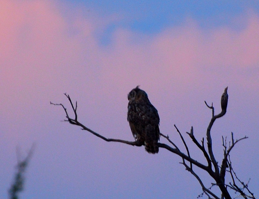 [9.%2520GH%2520owl-kab.jpg]