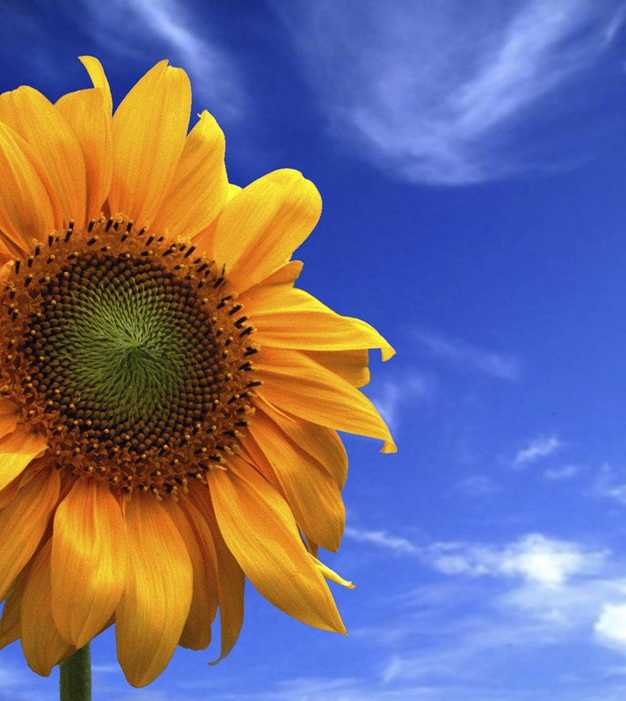[sunflower%255B3%255D.jpg]