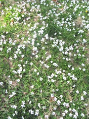 violets in the lawn