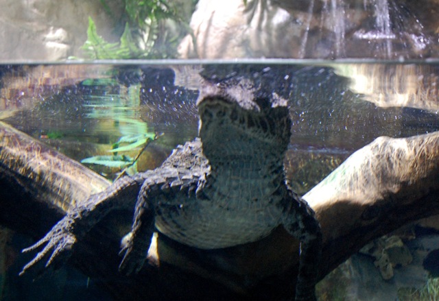 [aquarium10%255B2%255D.jpg]