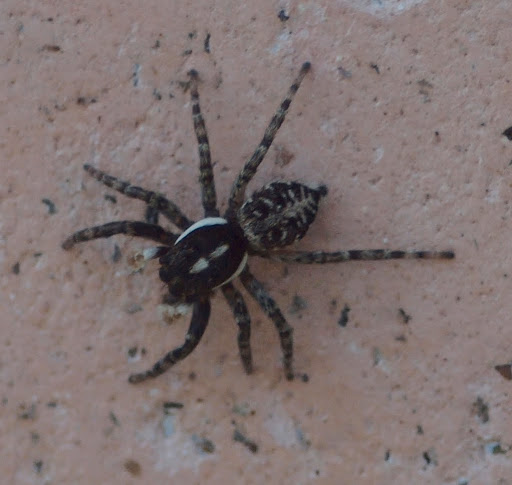Menemerus%252520semilimbatus%252520%252528Hahn%25252C%2525201829%252529%252520maschio%252520Arachnida%252520Araneae%252520Salticidae%25252020%252520Aprile%2525202011%252520002.jpg
