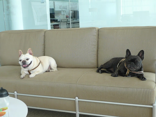 Wow!  All of this thinking has sure got me beat!  How about a quick nap on this sofa in Martha's office while she finishes up?