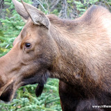 Alce (femea) - Wrangell-St Elias NPP em Nabesna, Alaska, EUA