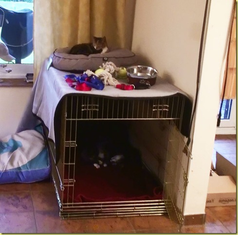Katze4