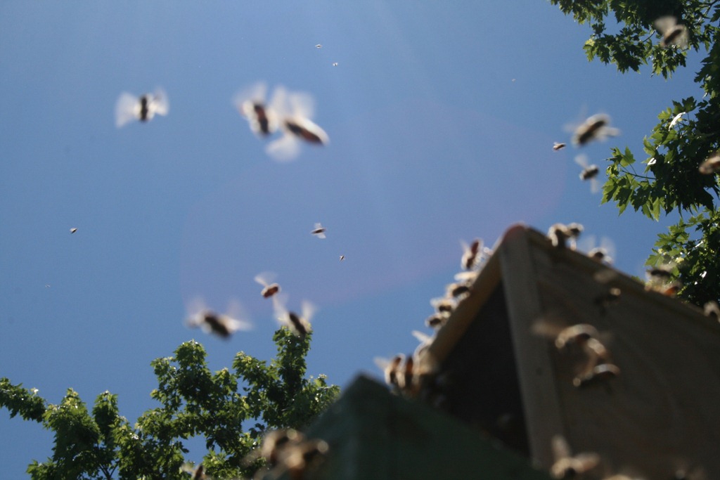[bees%2520in%2520flight%25204%255B2%255D.jpg]