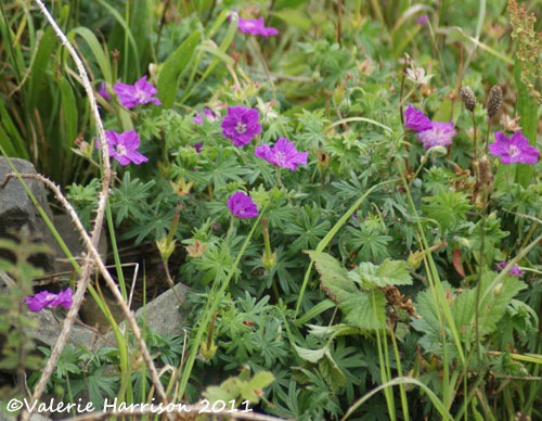 [19-bloody-cranesbill%255B2%255D.jpg]
