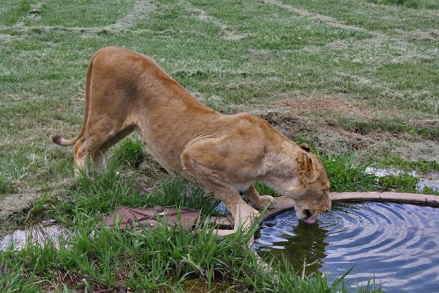 Lioness at Waterhole, Lion Park Johannesburg