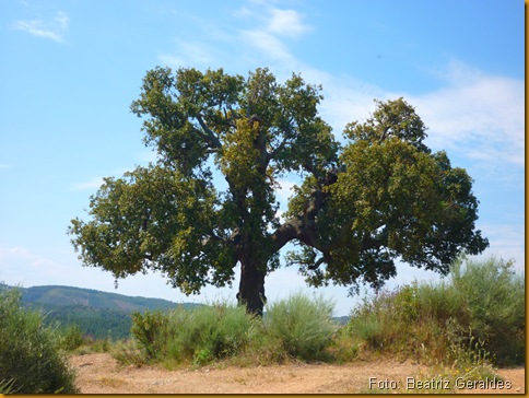 Sobreiro no caminho da freixeda (clique para aumentar)