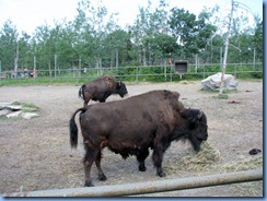 0190 Alberta Calgary - Calgary Zoo The Canadian Wilds - Wood Bison