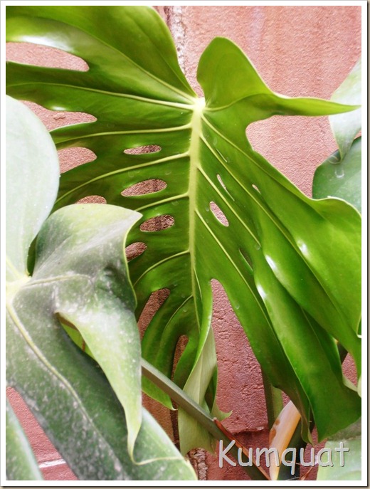 monstera 2