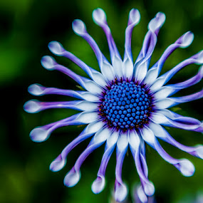 African Painted Daisy by Lynn Wiezycki - Nature Up Close Flowers ( purple, white, african painted daisy, daisy, osteospernum, flower )