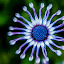 African Painted Daisy by Lynn Wiezycki - Nature Up Close Flowers ( purple, white, african painted daisy, daisy, osteospernum, flower )
