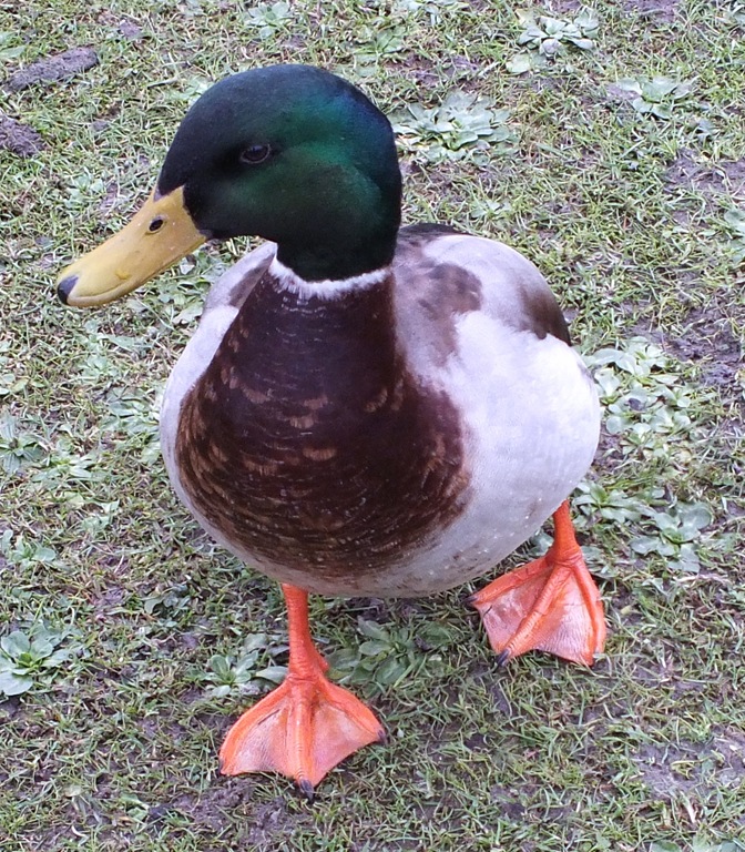 [mallard%255B4%255D.jpg]
