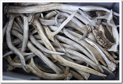 Highland Farm Antlers