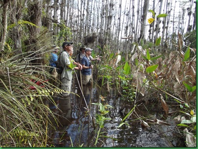 Big Cypress Swamp Hike (36)