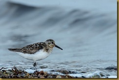 Sanderling