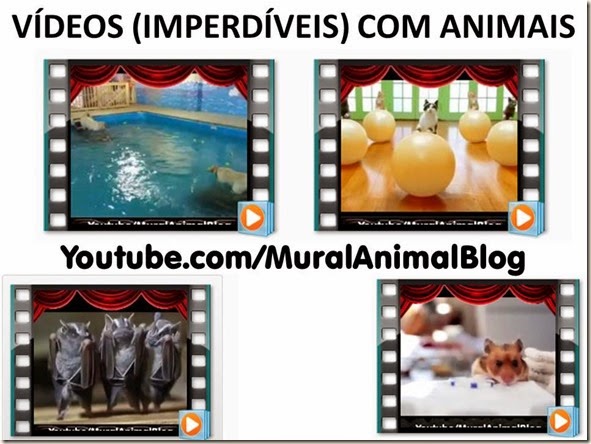 VÍDEOS (IMPERDÍVEIS) COM ANIMAIS VÍDEOS (IMPERDÍVEIS) COM ANIMAIS