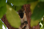 Monkey in the trees