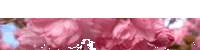 [aabkgTR-cherry-blossoms-200x50%253DBOTTOM%255B5%255D.gif]