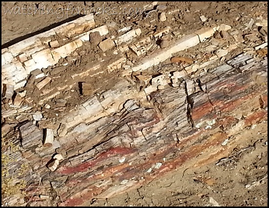 PetrifiedLog_111317