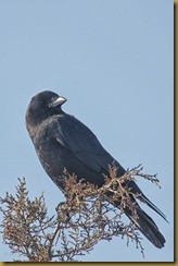 American Crow