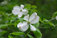 2014 április 26 Kámoni arborétum virágos som Cornus florida.jpg