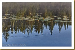 Lily Pads and Reflections no. 2